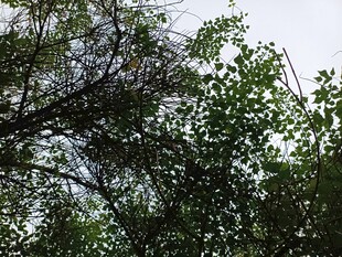 繁茂绿树展现自然生机