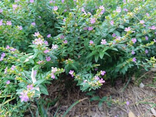 紫色小花丛植物特写