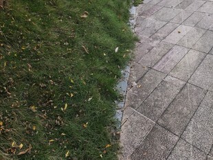 草地旁的砖石路面