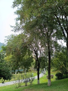 公园绿树成荫的美丽景致