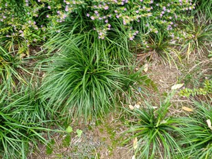 翠绿葱茏的丛生草本植物