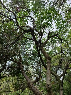 繁茂树林中的交错树枝