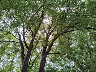 仰视繁茂绿树树冠