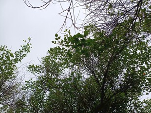 绿树蓝天间的自然景致