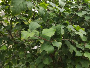 绿叶繁茂的植物景象