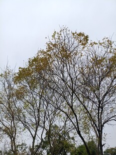 秋日枝头黄叶点缀树梢