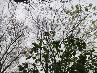 雪覆树林中的绿植景象