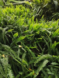 翠绿繁茂的蕨类植物
