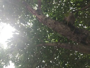 仰视茂密树冠与斑驳阳光