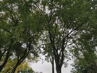 仰视葱郁树木的景象