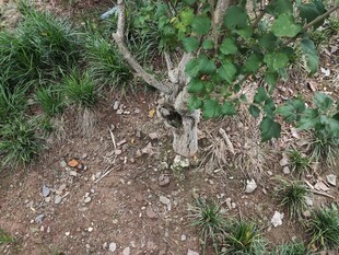 古老葡萄藤生机犹存