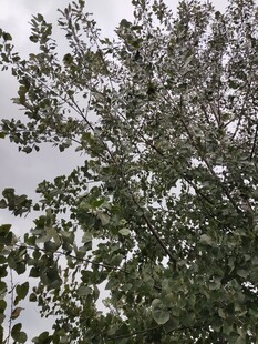 枝叶繁茂的树木