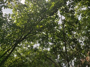 茂密树林间的绿意盎然