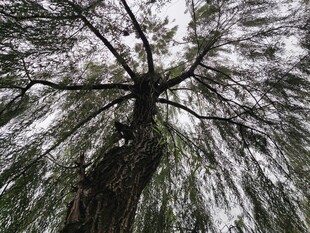 仰视茂密树枝景观