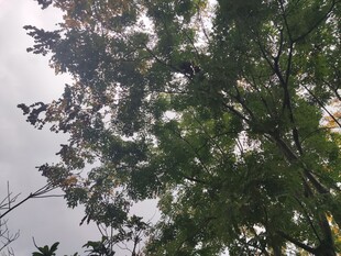 枝叶繁茂的树木