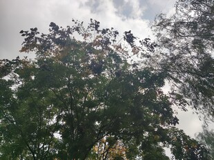 天空下的繁茂树木