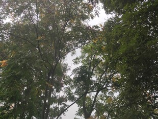 茂密树林中的繁茂枝叶