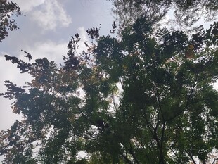 仰视繁茂枝叶的树木