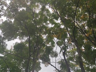 茂密树林中的繁茂枝叶