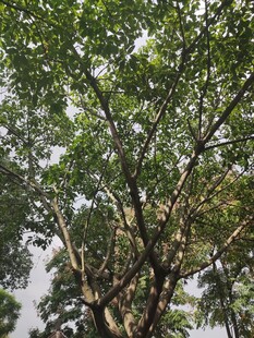 繁茂大树展现自然生机