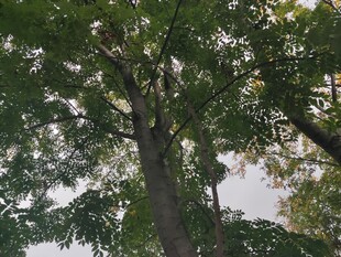 仰视繁茂大树枝叶