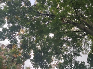 繁茂枝叶间的天空一角