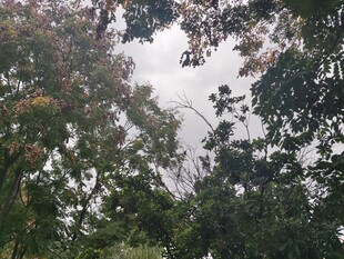 透过枝叶看天空