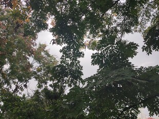 仰视茂密树冠的自然景象