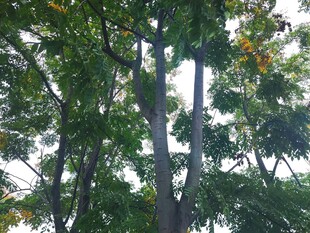 仰视茂密树林中的高大树木