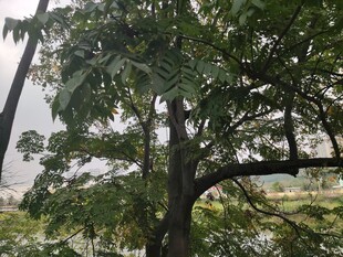 绿叶繁茂的树木景观