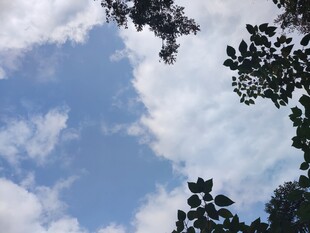 仰望蓝天与枝叶
