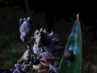 枯萎的紫色花朵特写