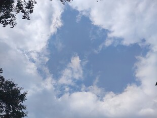 蓝天白云下的树梢风景