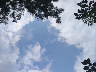 仰望蓝天与枝叶