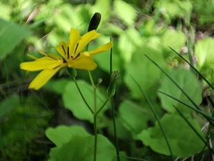 黄色小花绽放于绿叶间