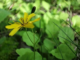 黄色小花绽放于绿叶间