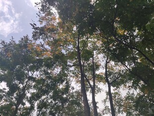 仰视茂密树林中的天空