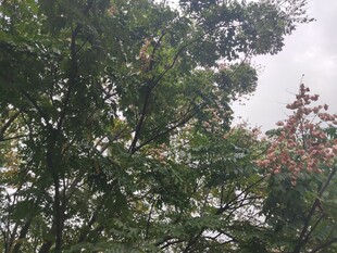 繁茂绿树与零星花朵