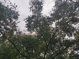 枝叶繁茂的树木景观