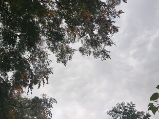 仰视枝叶间的灰白天空