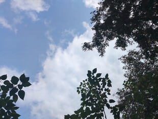 蓝天白云下的繁茂枝叶