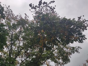 秋日树梢枝叶繁茂