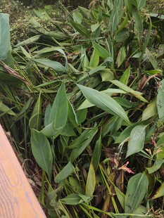 翠绿草丛旁的木质边缘