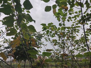 绿叶繁茂的自然景象