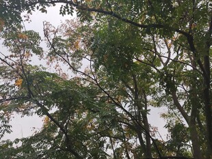 繁茂树林中的天空一角