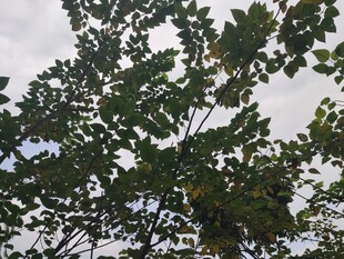 枝叶繁茂的绿树