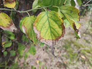 病斑显现的绿叶