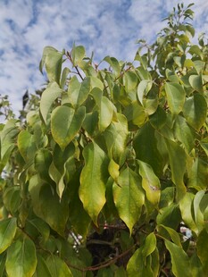 翠绿叶片映衬蓝天白云