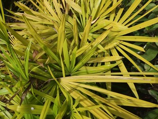 金黄叶片的翠绿植物