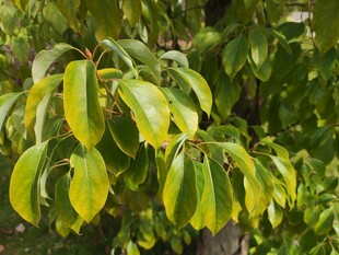 翠绿叶片的繁茂植物